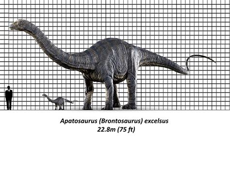 Jurassic Park Apatosaurus Size Chart by brenton522 on DeviantArt