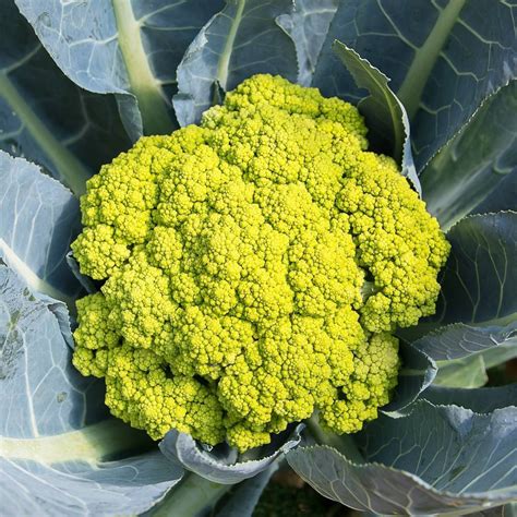 Cauliflower- Macerata Green seeds | The Seed Collection