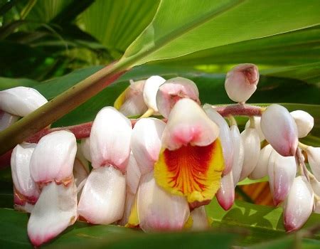 Shell Ginger - Randy's Tropical Plants