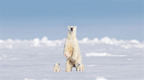 Polar bear is snapped standing upright in Canada's Baffin Island: 'Gave me goosebumps' - ReadSector