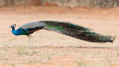 The Peacock – The National Bird Of India