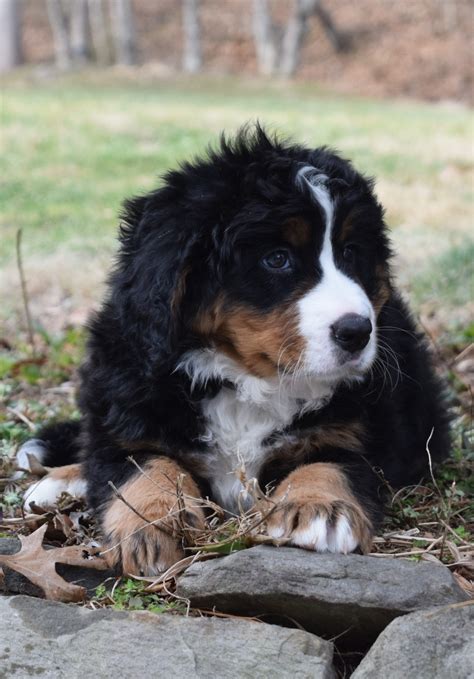 Bernese Mountain Dog Puppies For Sale | Burnsville, NC #325505