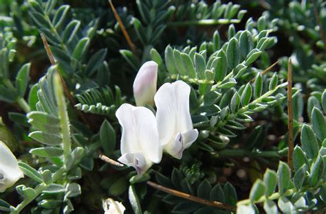 Astragalus: 10 Benefits of Astragalus