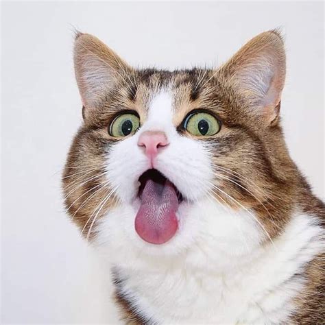 🤪 cưng quá | 猫 表情, 動物おもしろ画像, かわいい猫