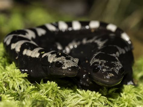 Wildlife Feature: Marbled Salamanders - North Carolina Wildlife Federation