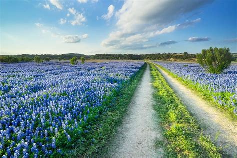 Pin by Sharon Brooks on Texas | Landscape, Wildflowers photography, Scenery