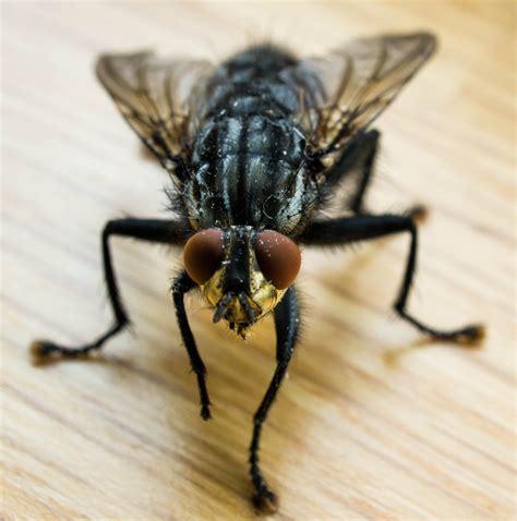 Fly Identification - Types of Flies - House Fly Anatomy & Life Cycle