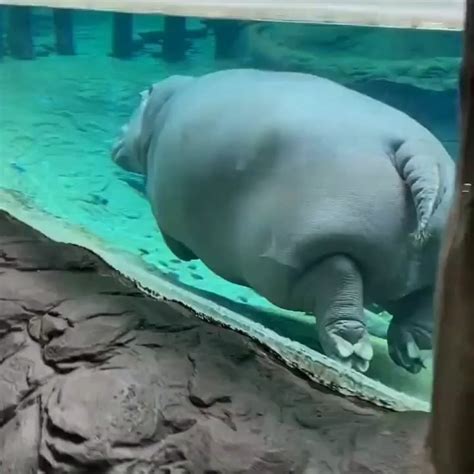 Hippo swimming underwater : r/oddlysatisfying