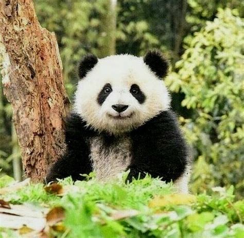 #babypandabears #babypandas in 2020 | Baby panda bears, Cute animals, Cute panda