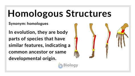 Homologous structures - Definition and Examples | Biology Online Dictionary