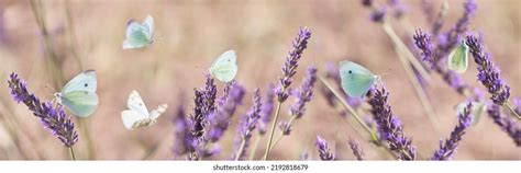 2,194 Light Lavender With Butterflies Images, Stock Photos & Vectors | Shutterstock