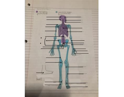 Skeletal bone anatomy Quiz