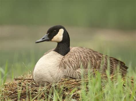 Canada Goose Nesting (Location, Eggs + Behavior) | Birdfact