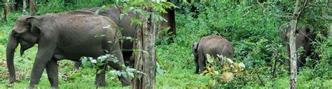 Wayanad Wildlife Sanctuary | Attractions in Wayanad