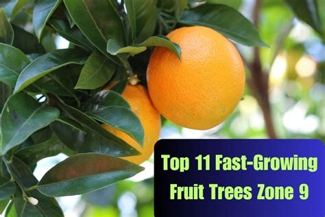 Top 11 Fast Growing Fruit Trees Zone 9 - Zone 9 Planting Guide