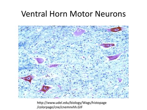 Histology of Nervous Tissue - ppt download