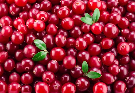 Cranberry: para que serve, benefícios e como utilizar | Guia da Farmácia