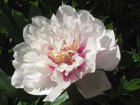 Cora Louise | Intersectional 'Itoh' peony – Cricket Hill Garden