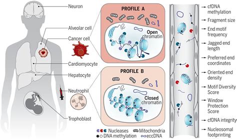 Epigenetics, fragmentomics, and topology of cell-free DNA in liquid biopsies | Science