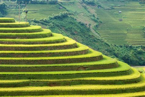 Rice Field on Terraced Landmark of Mu Cang Chai Stock Image - Image of layer, asian: 102749109