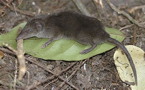 African Black Shrew | Animal Database | Fandom