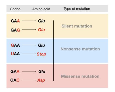 Genetic Mutations- Definition, Types, Causes and Examples – Genetic Education