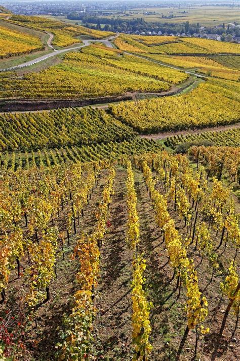 Wines Route of Alsace Winds between Vineyards Stock Image - Image of route, colors: 161508501