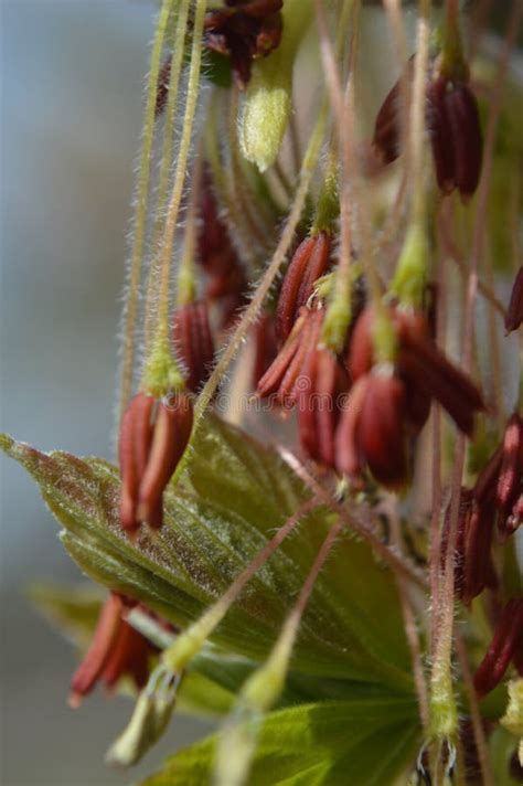 Closeup of Box Elder Tree Flowers Stock Image - Image of family, acer ...