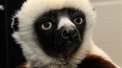 Jovian, the lemur from PBS's Zoboomafoo, dead at 20 - Arts ...