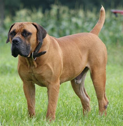 South African Boerboel | Boerboel, Dog breeds, Dogs