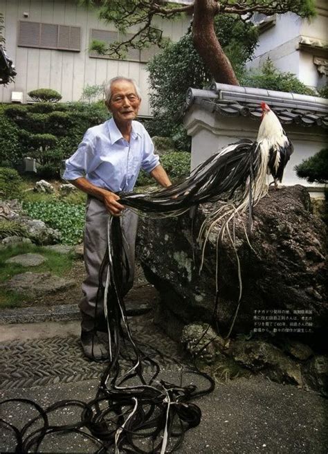 Shelter from the Storm: A Tale of Three Chickens | Beautiful chickens ...