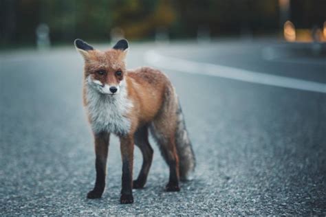 Chernobyl Fox Stock Photos, Pictures & Royalty-Free Images - iStock