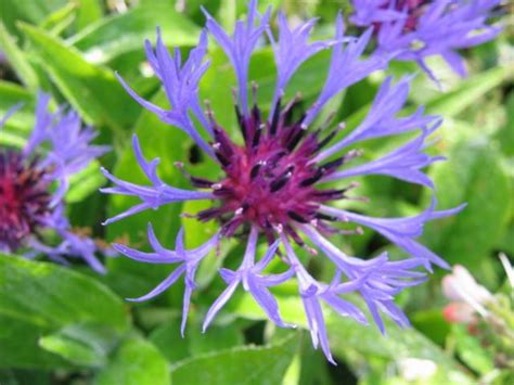 Perennial cornflower – Aunty Lil's Place – Best Gluten free recipes and diet information