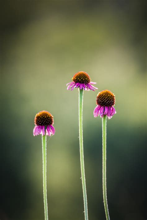 Blackland Prairie Coneflowers - Sean Fitzgerald Photography