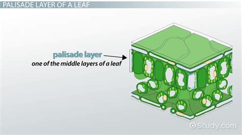 Palisade Cell | Definition, Structure & Function - Lesson | Study.com