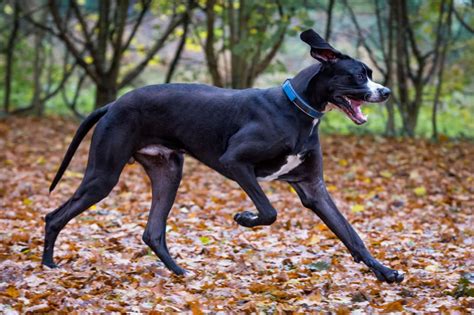 Labradane (Great Dane and Lab Mix)