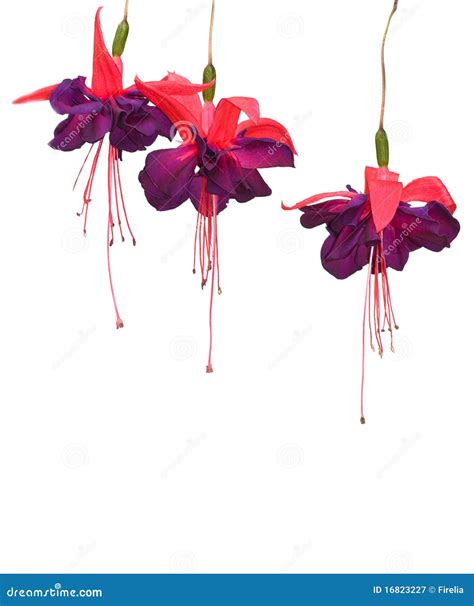 Fuchsia Flowers Isolated Royalty Free Stock Photography - Image: 16823227