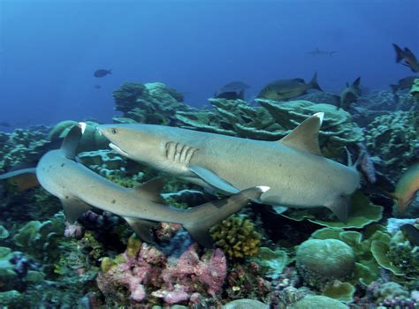 Fiji spearheading global shark conservation | WWF