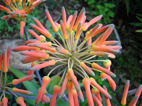 Aloe vera flower giant aloe plant - Google Search | Aloe plant, Seed pods, Victorian flowers