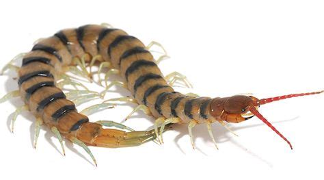 Centipede venom as strong as its pincers (With images) | Centipede, Venomous animals, Insect species