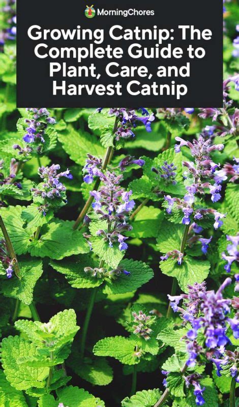 Growing Catnip: The Complete Guide to Plant, Care, and Harvest Catnip