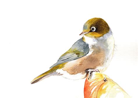 Bird In Everything: Watercolor Bird Paintings