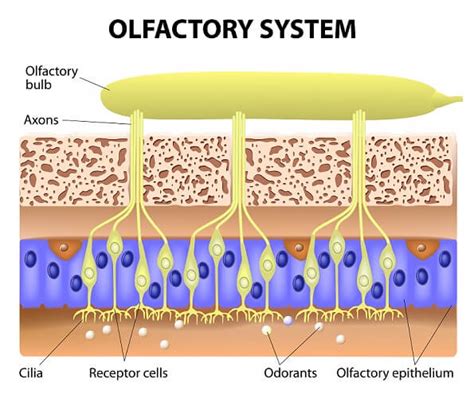 Sensory Neuron - The Definitive Guide | Biology Dictionary