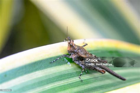 Belalang Bidikan Makro Belalang Hijau Kecil Duduk Di Atas Daun Pisang ...