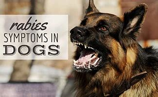 Rabies Symptoms In Dogs: Signs It's Time To See A Vet