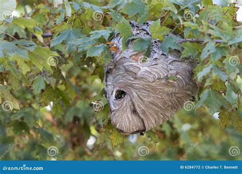 Nest Der Aktiven Hornisse Mit Hornissen Stockfoto - Bild von verärgert, jacke: 6284772