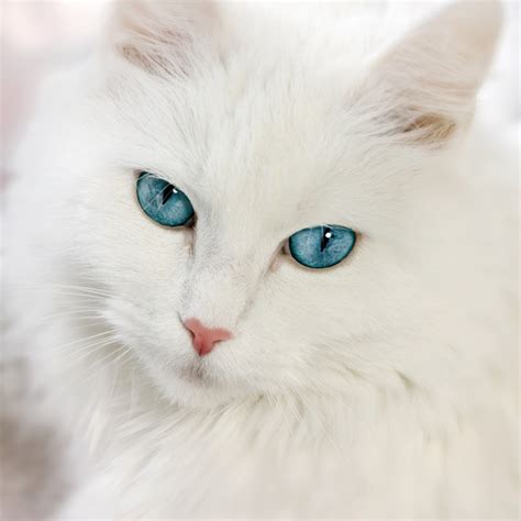 Lista 97+ Foto White Cats With Blue Eyes El último