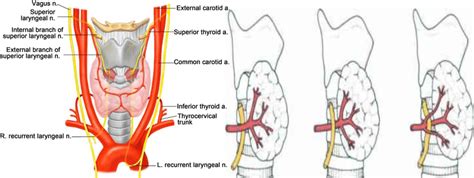 Anatomy of the recurrent laryngeal nerve and its relationship of the... | Download Scientific ...