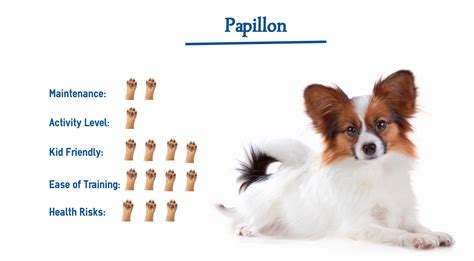 Papillon Dog Breed… Everything You Need to Know at a Glance!