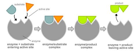 Enzyme Animation Lock And Key Model - Center Summer Students Pasadena Update | Bocongwasuan